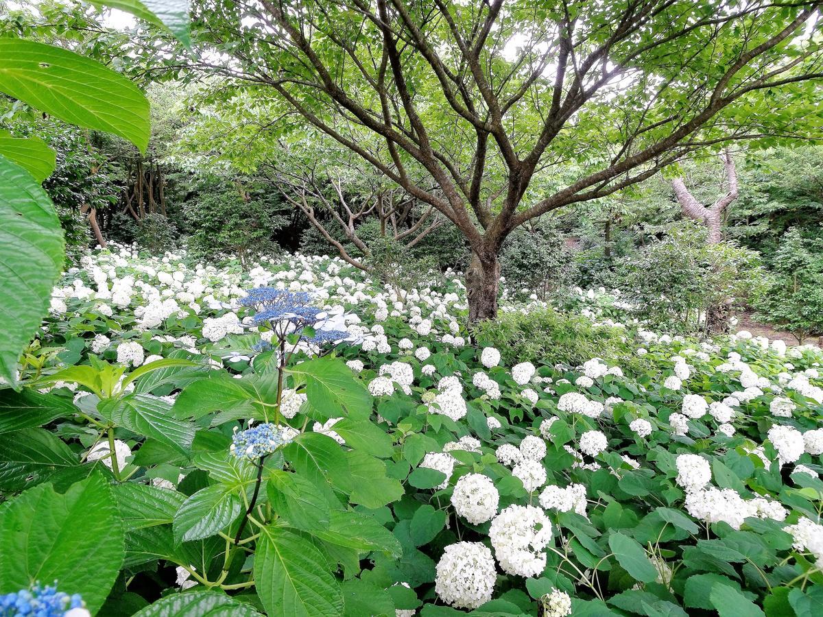 Villa ホライゾン à Oshima Extérieur photo